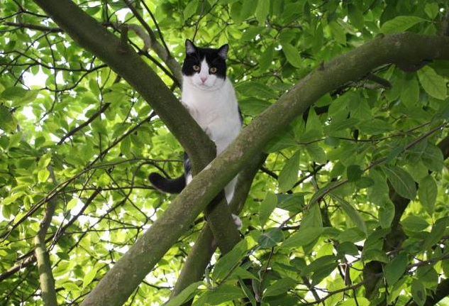 Спасал кота, а сам застрял на дереве