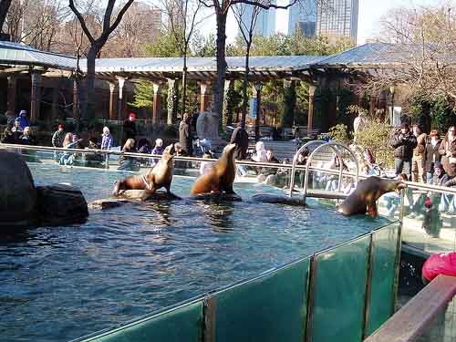 Кормление морских львов - очень популярное событие в зоопарке.