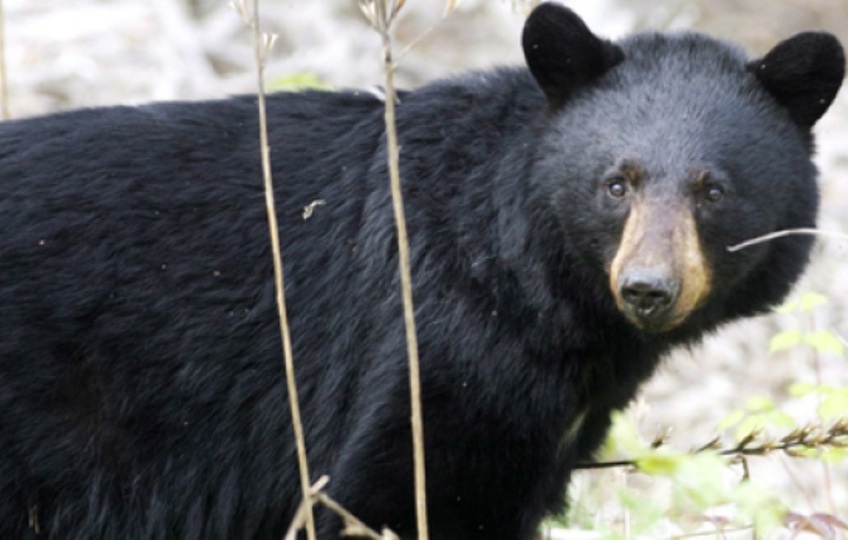 На Аляске хозяин дома застрелил 9-футового медведя