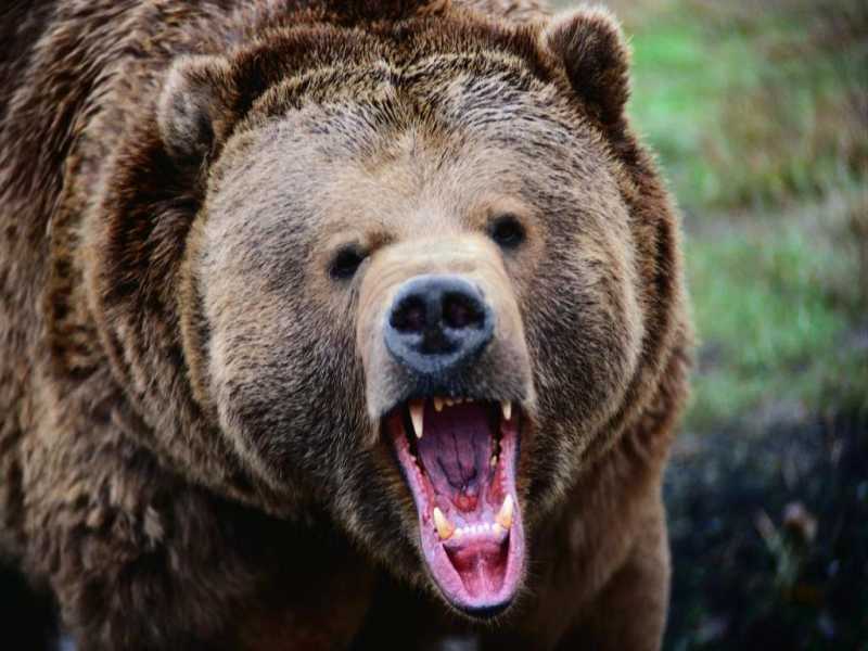 В США зафиксирован случай нападения медведя в парке Нью-Джерси