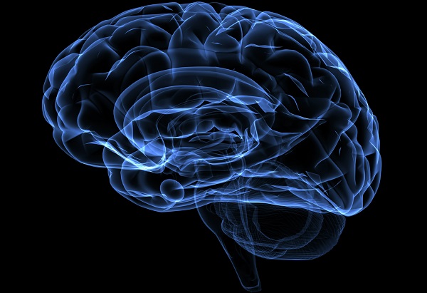 Ученые из США смогли вырастить живой мозг