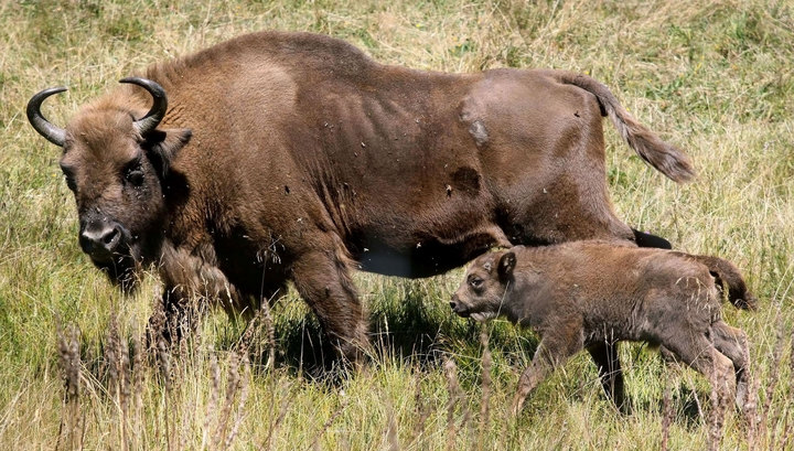 Иеллоустонский парк предлагает убить 1000 бизонов