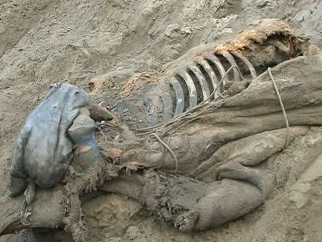 В штате Мичиган фермер нашел на поле скелет мамонта