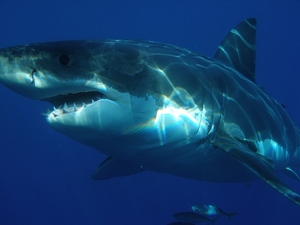 Во Флориде акула напала на подростка