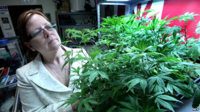 В Мичигане хотят легализовать марихуану