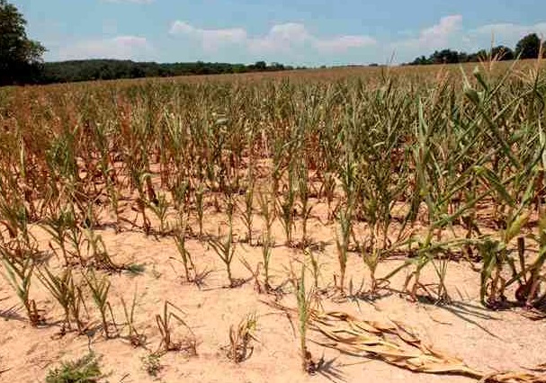 Последствия засухи в США может сказаться по всему миру 
