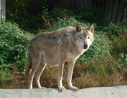 Нападение волка пережил подросток в США