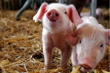 В США растет количество случаев смертельного вируса для свиньи