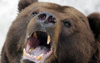 В США женщина подверглась нападению медведя
