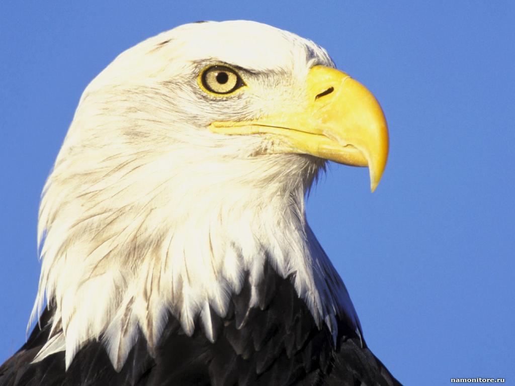 Самый старый белоголовый орлан Америки умер в Нью-Йорке