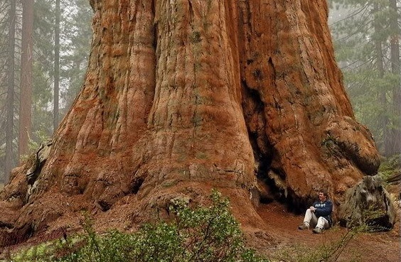 В Калифорнии обнаружили 777-летние дерево