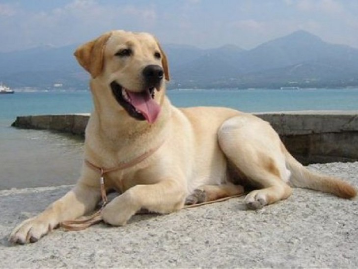 Лабрадор - самая популярная порода собак в США